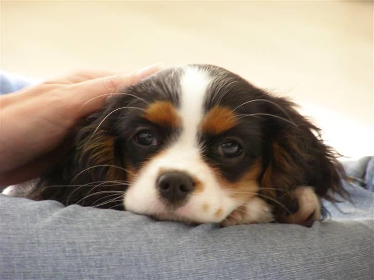 Cavalier king charles spaniel aZalias Super Karla billede 16