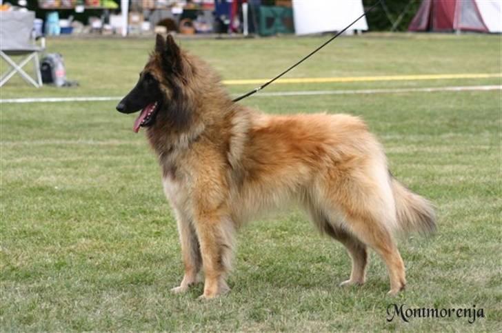 Tervueren  Susmik´s Jill v/Tiene - Susmik´s Jill v/Tiene billede 1