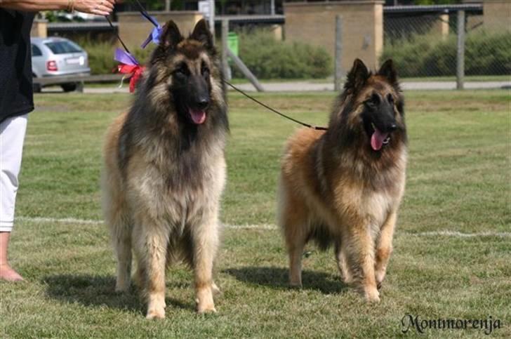 Tervueren  Susmik´s Jill v/Tiene billede 2