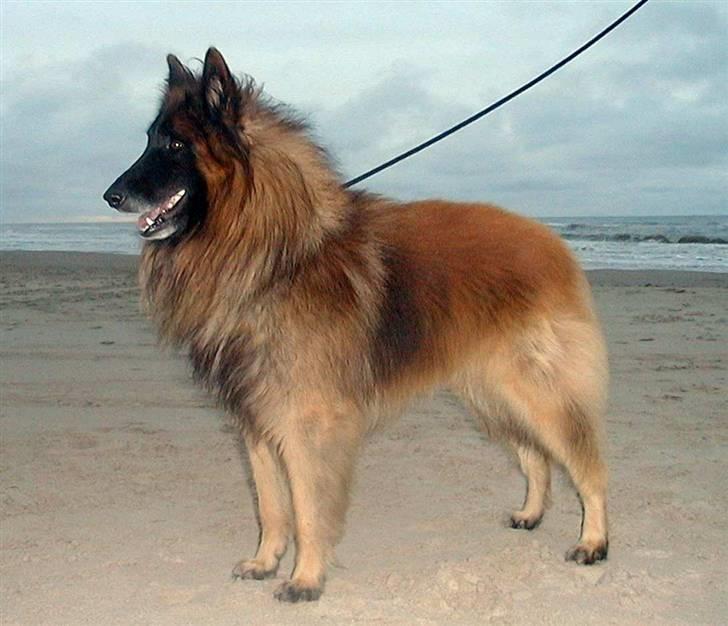 Tervueren  Susmik´s Jill v/Tiene billede 4