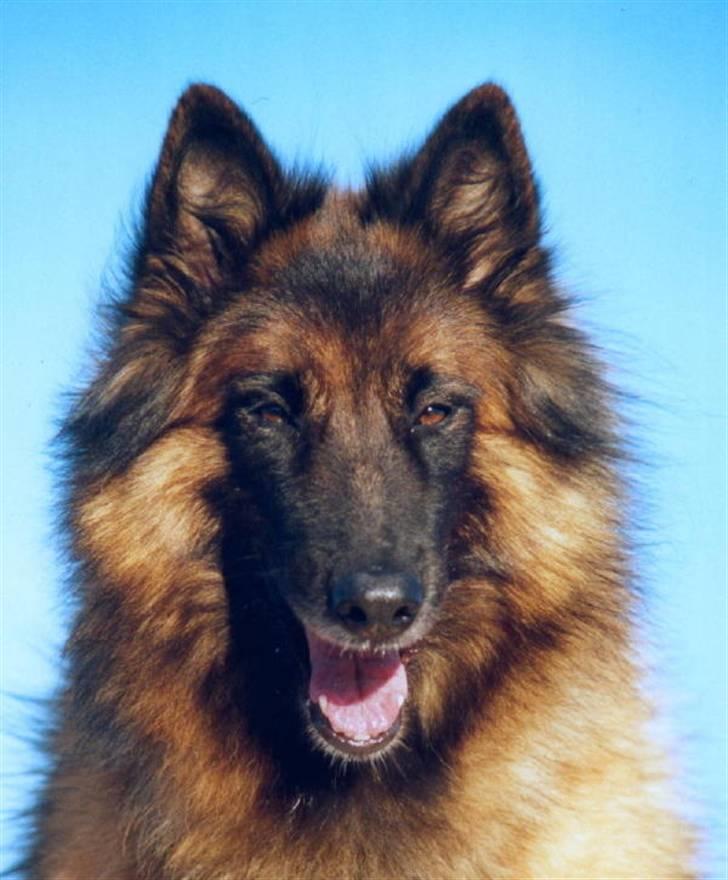 Tervueren  Susmik´s Jill v/Tiene billede 5