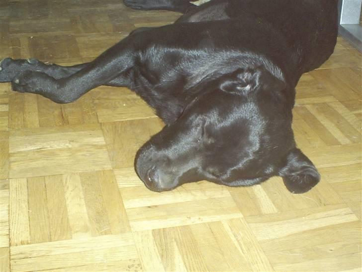 Labrador retriever Molly - Trætte Molly billede 12