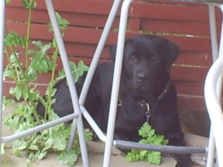 Labrador retriever Molly - Prøv lige at se sød uf mors lille Olly :) billede 14