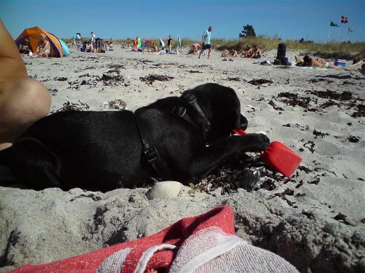 Labrador retriever Molly - Baby Molly bygger sandslot billede 15