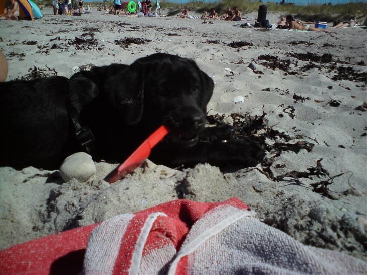 Labrador retriever Molly - Jo jo mor, jeg ER god til det! billede 16