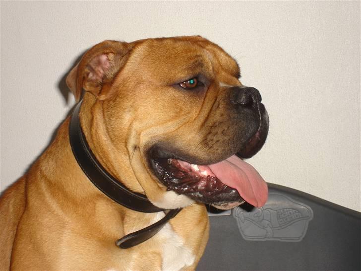 Olde english bulldogge bullgaard,s anton billede 1