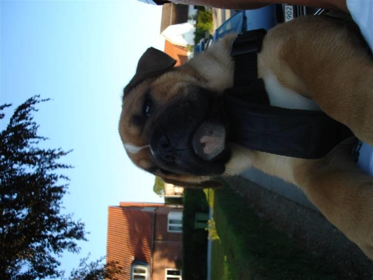 Olde english bulldogge bullgaard,s anton billede 2