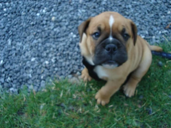 Olde english bulldogge bullgaard,s anton billede 3