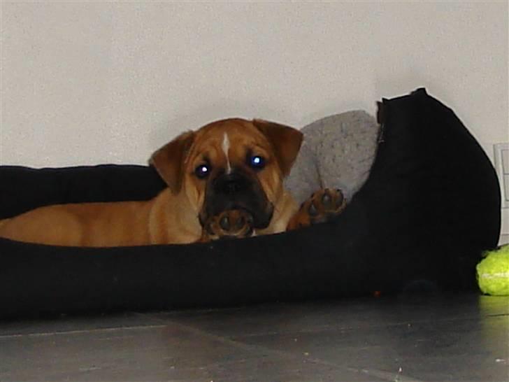 Olde english bulldogge bullgaard,s anton billede 4