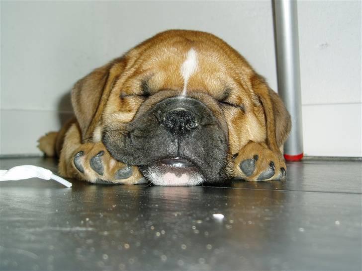 Olde english bulldogge bullgaard,s anton billede 5