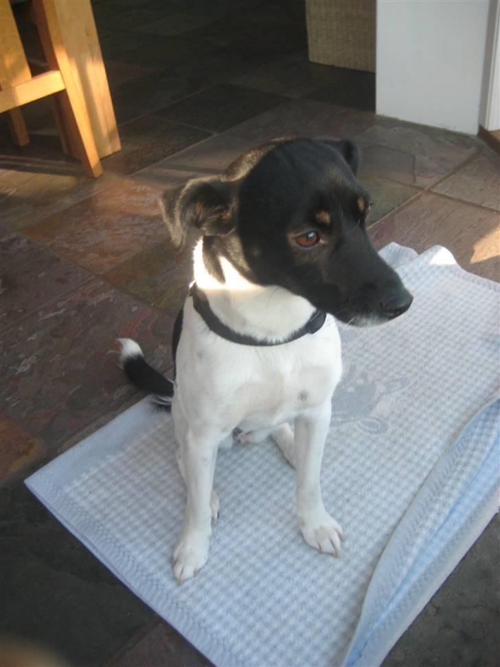 Dansk svensk gaardhund Dolli billede 1