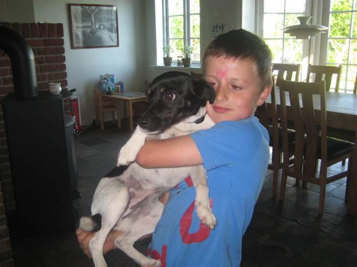 Dansk svensk gaardhund Dolli billede 2