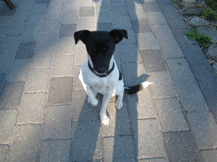 Dansk svensk gaardhund Dolli billede 3