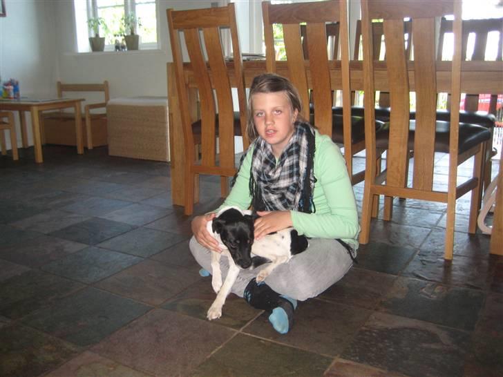 Dansk svensk gaardhund Dolli billede 4