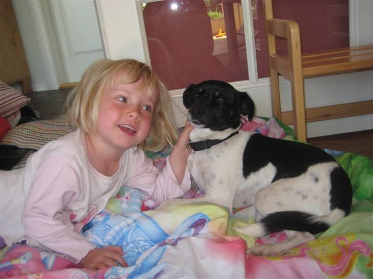 Dansk svensk gaardhund Dolli billede 5