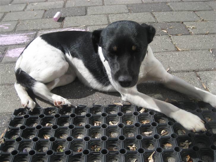 Dansk svensk gaardhund Dolli billede 6