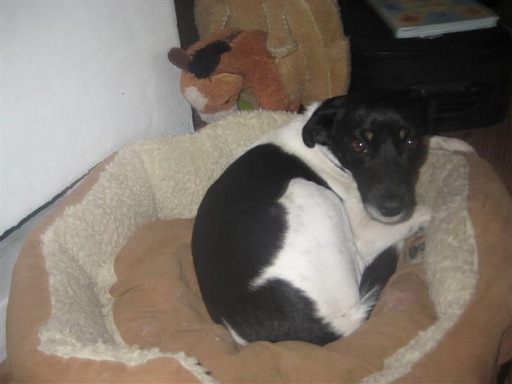 Dansk svensk gaardhund Dolli billede 7