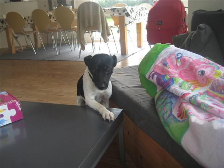 Dansk svensk gaardhund Dolli billede 8