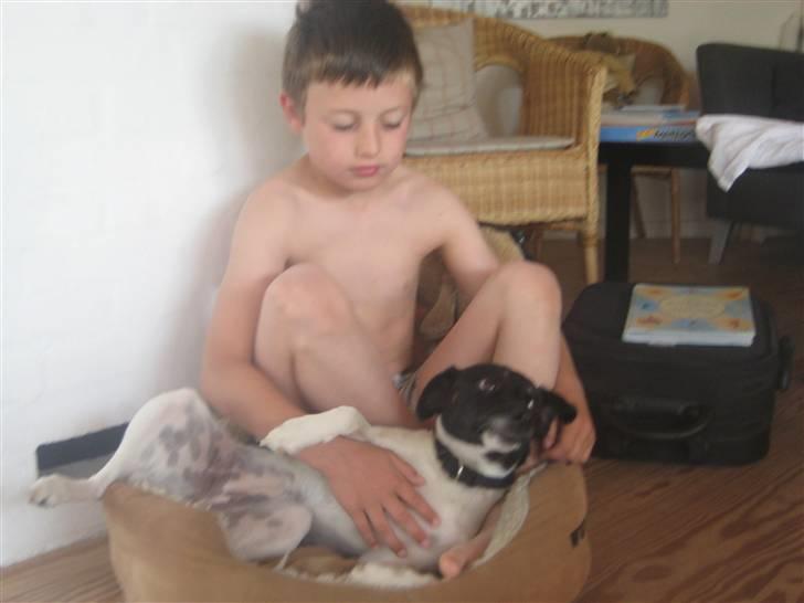 Dansk svensk gaardhund Dolli billede 9