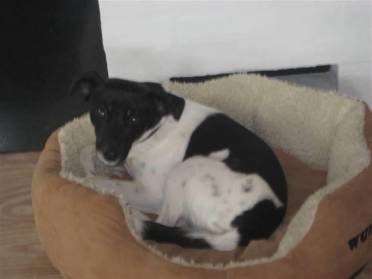 Dansk svensk gaardhund Dolli billede 10