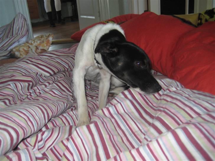 Dansk svensk gaardhund Dolli billede 11