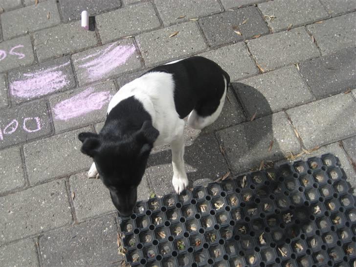 Dansk svensk gaardhund Dolli billede 12