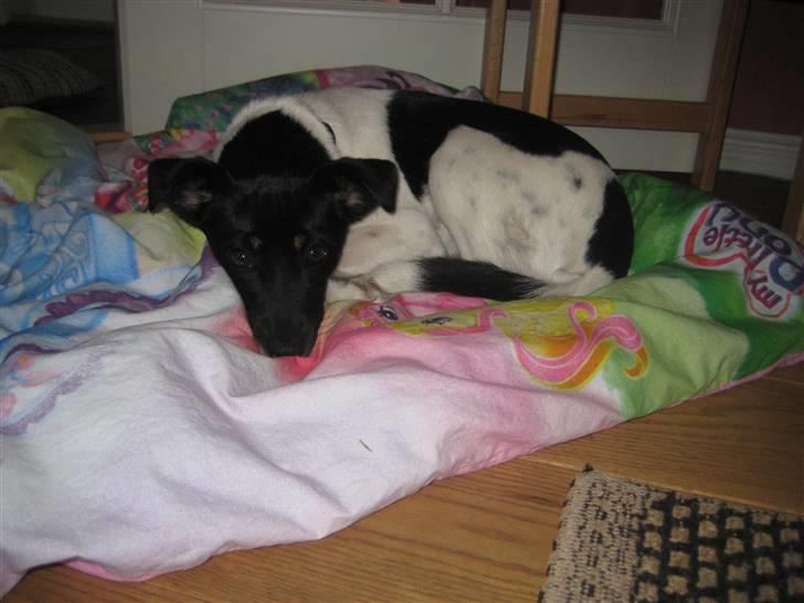 Dansk svensk gaardhund Dolli billede 13