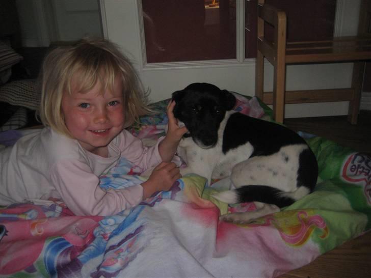 Dansk svensk gaardhund Dolli billede 14