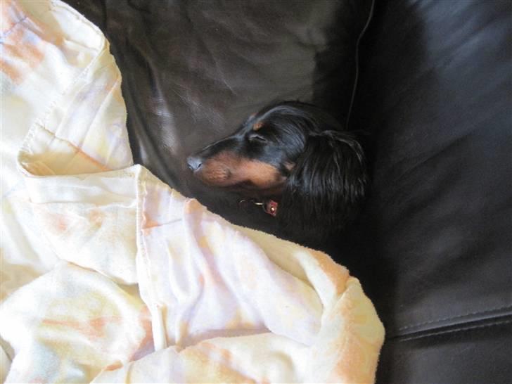 Dværggravhund Tulle billede 7