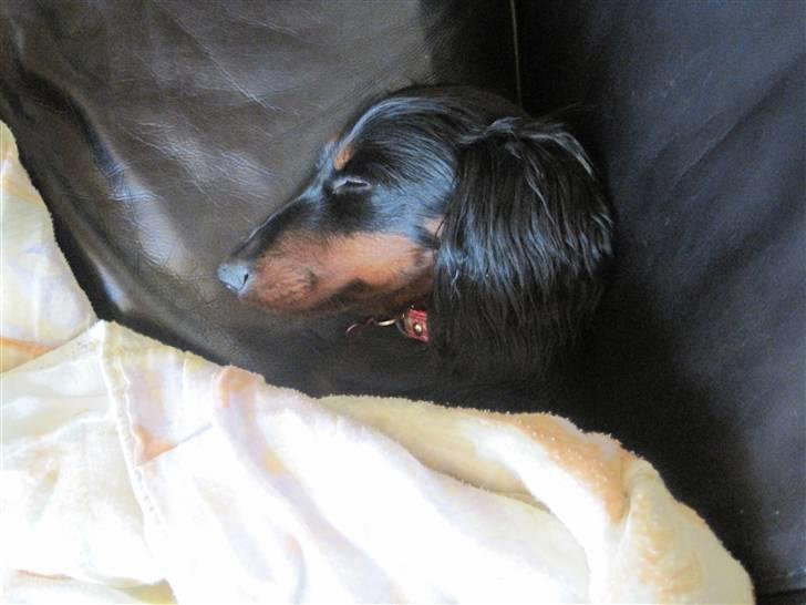 Dværggravhund Tulle billede 8