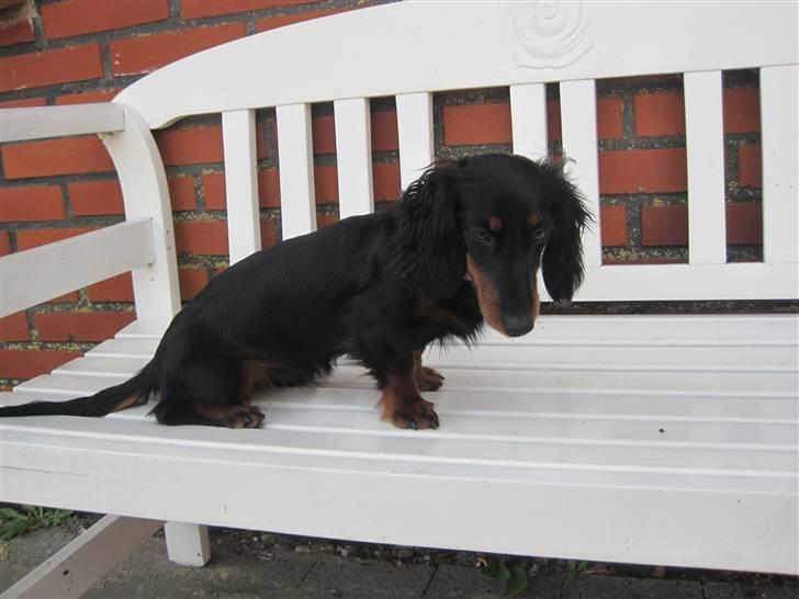 Dværggravhund Tulle billede 9