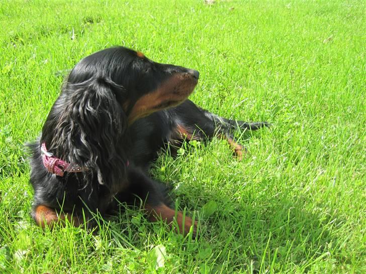 Dværggravhund Tulle billede 10