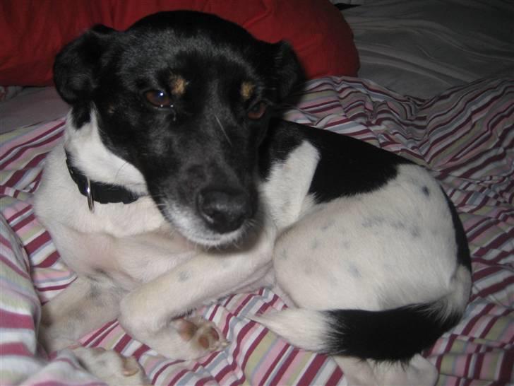 Dansk svensk gaardhund Dolli billede 15