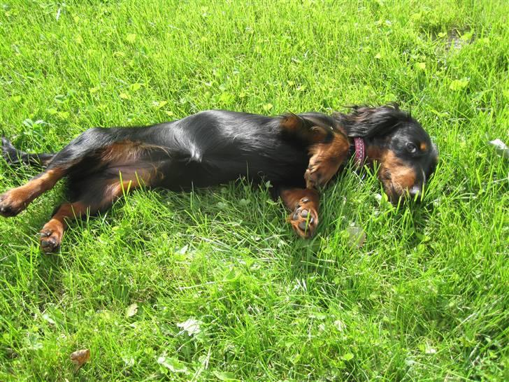 Dværggravhund Tulle billede 12