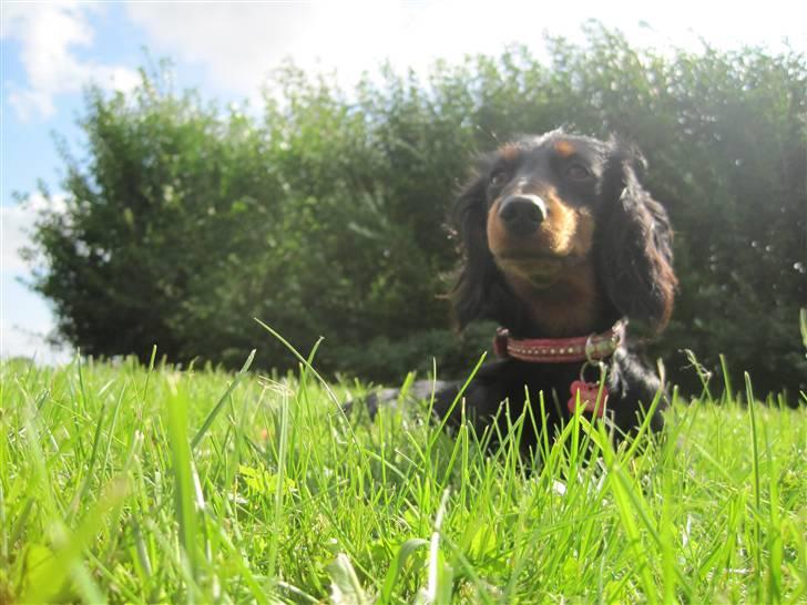 Dværggravhund Tulle billede 13