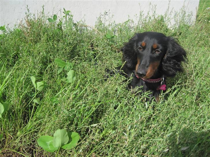 Dværggravhund Tulle billede 14