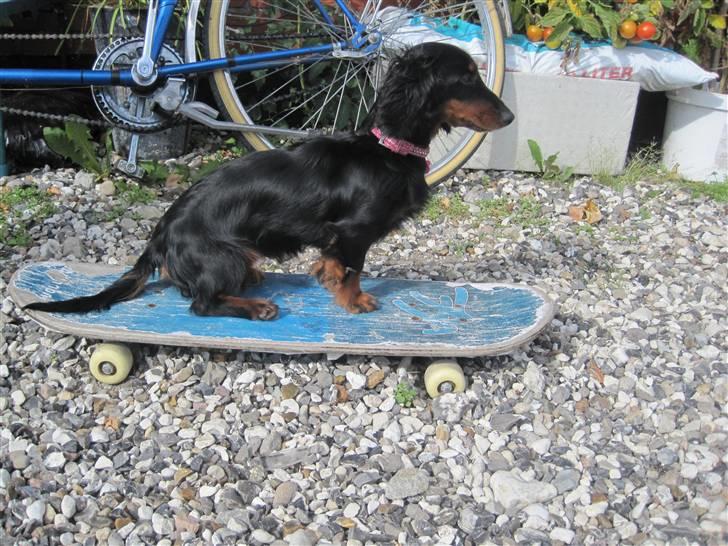 Dværggravhund Tulle billede 15