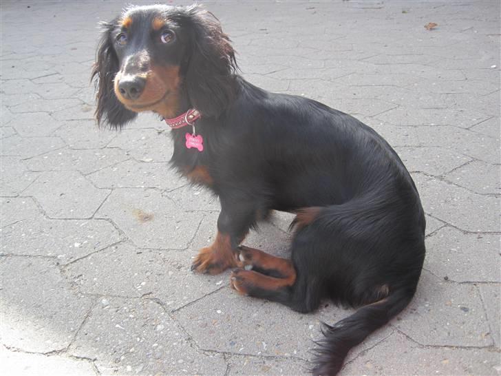 Dværggravhund Tulle billede 16