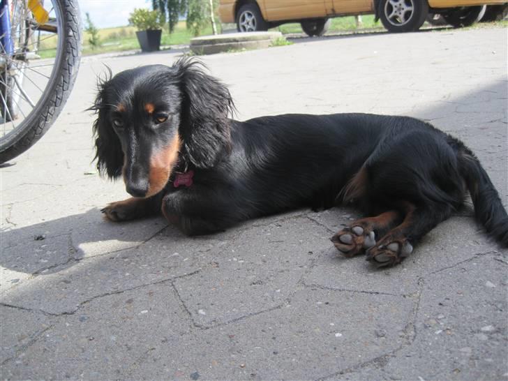 Dværggravhund Tulle billede 17