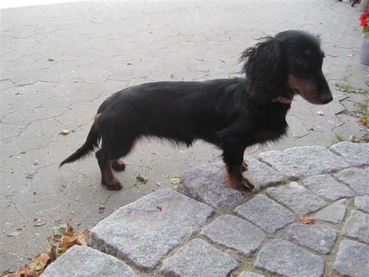 Dværggravhund Tulle billede 18