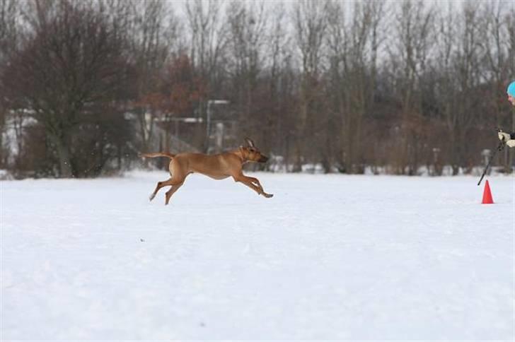 Rhodesian ridgeback Canelian (Carni)  - Velkommen til Carni´s profil Foto: Benny Fischer © billede 1