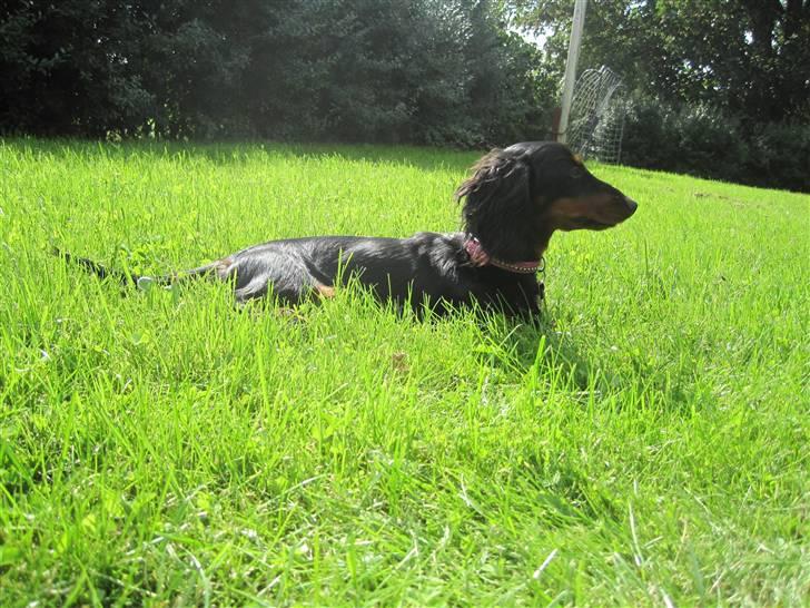 Dværggravhund Tulle billede 19