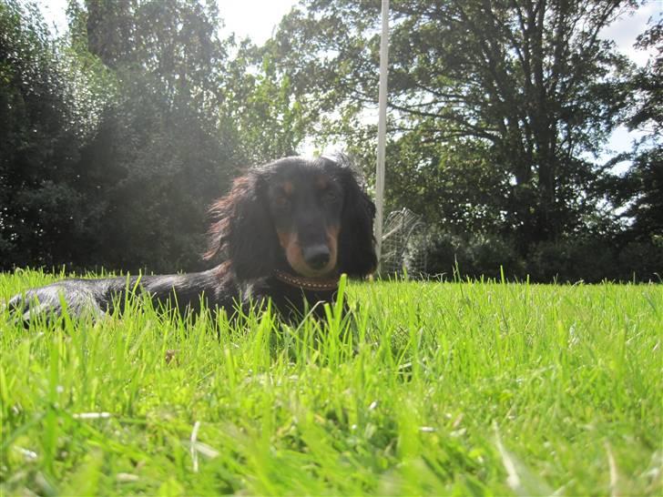 Dværggravhund Tulle billede 20