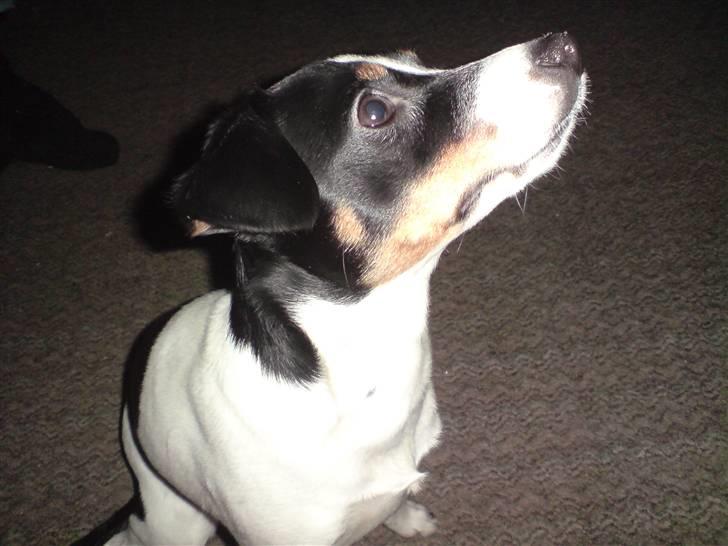 Dansk svensk gaardhund RIP Mille billede 6