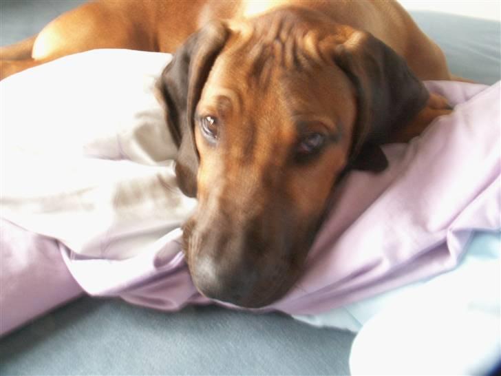 Rhodesian ridgeback Canelian (Carni)  - Lille Guldklump 8) billede 3