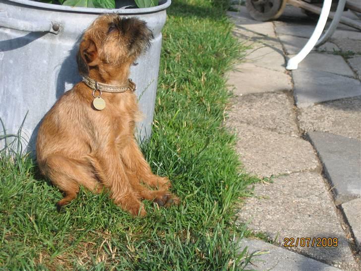 Griffon bruxellois Hulebo's Bella - UUMM- Sol og sommer. billede 9