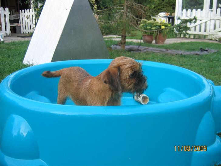 Griffon bruxellois Hulebo's Bella - Hvor bliver vandet AF billede 10