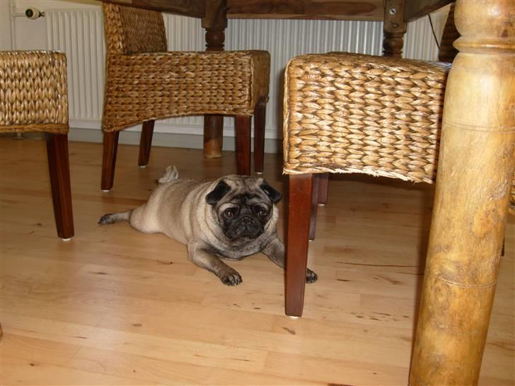 Mops *~Møffe~* billede 8