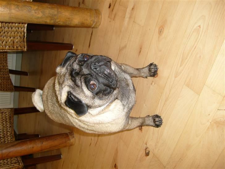 Mops *~Møffe~* billede 9