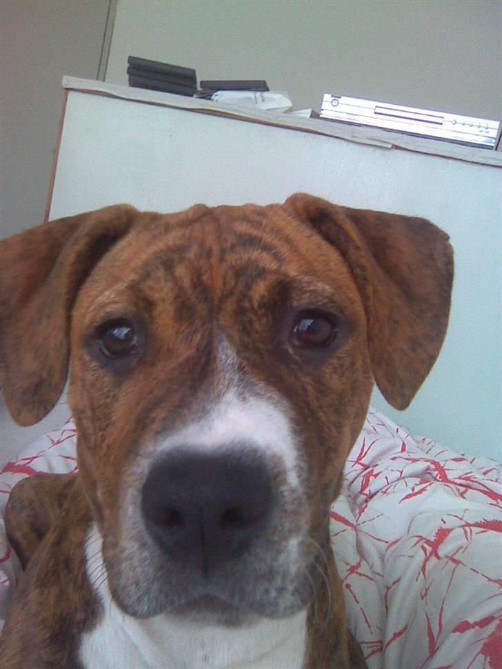 Blanding af racer Laika billede 7